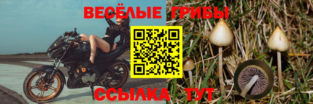 Псилоцибиновые грибы GOLDEN TEACHER Куйбышев